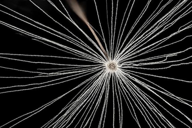 Pissenlit blanc - espèce Taraxacum - graines de tête, fibre de pappus blanc avec barbes en gros plan sur fond noir. Détail du microscope, largeur d'image 9 mm