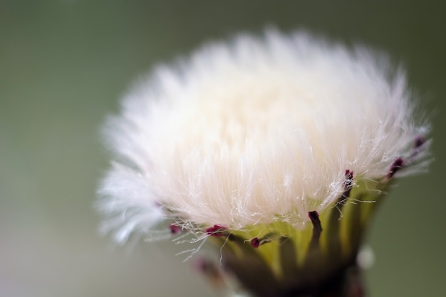 pissenlit blanc sur fond gris