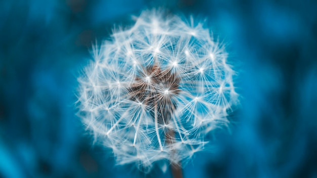 Un pissenlit blanc moelleux sur fond bleu avec bokeh Photo avec ton bleu Photo de nuit noire