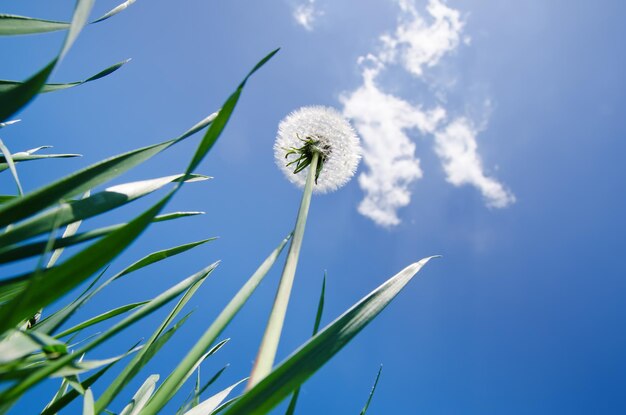 pissenlit dans l'herbe verte