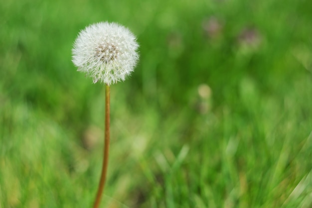 Pissenlit dans l'herbe verte