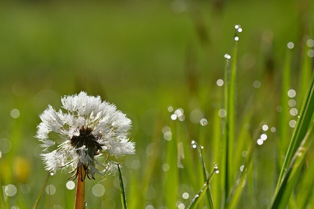 pissenlit dans l&#39;herbe