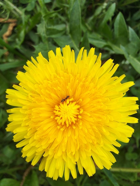 Pissenlit dans le jardin