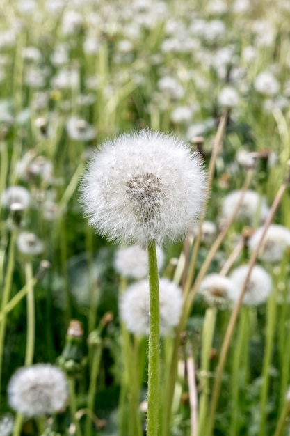 Pissenlit duveteux blanc en fleurs Un champ avec beaucoup de pissenlits Fond naturel
