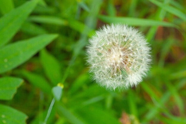 Pissenlit duveteux blanc sur l'herbe verte