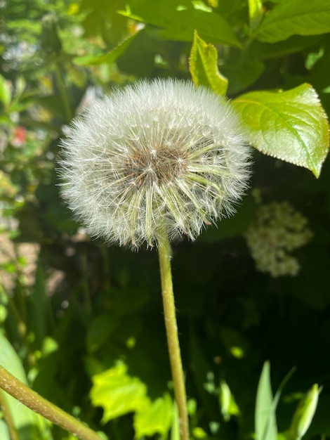 Pissenlit de la famille Taraxacum officinale gros plan Pissenlit air