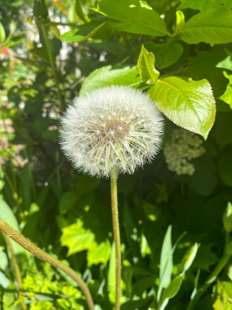 Pissenlit de la famille Taraxacum officinale gros plan Pissenlit air