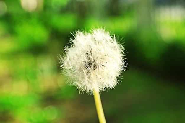 Pissenlit sur fond flou naturel