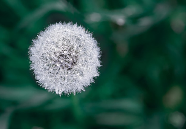 Pissenlit sur fond vert foncé. Souhait sur fleur. gros plan, espace de copie naturel. Au revoir l'été.