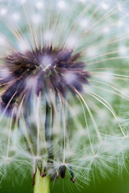 Un pissenlit sur fond vert, macro photo