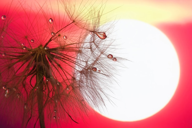 Pissenlit avec des gouttes d'eau contre le ciel et le soleil couchant