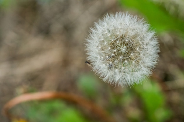 Pissenlit gros plan entouré d'herbe