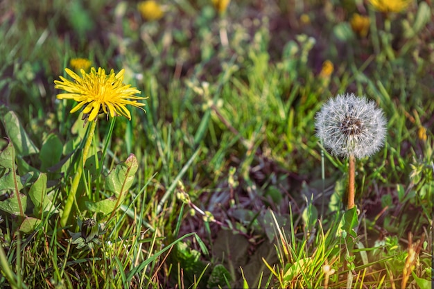 Pissenlit jaune et blanc sur fond d'herbe verte Saison des allergies Printemps