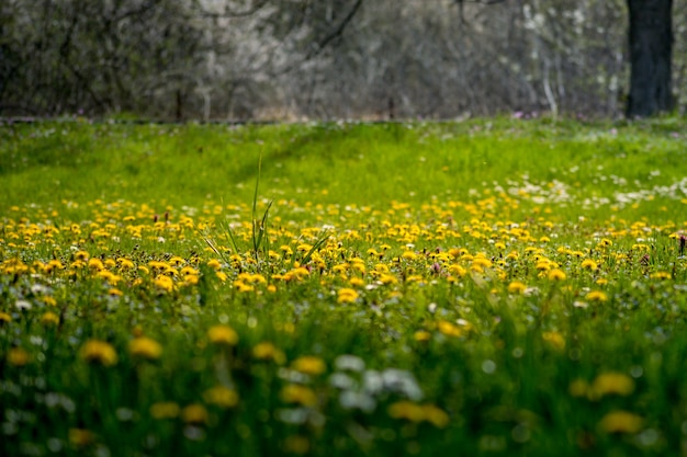 Pissenlit jaune sur les champs le matin de printemps