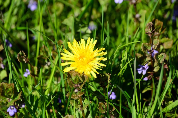 un pissenlit jaune en fleurs dans l'herbe verte