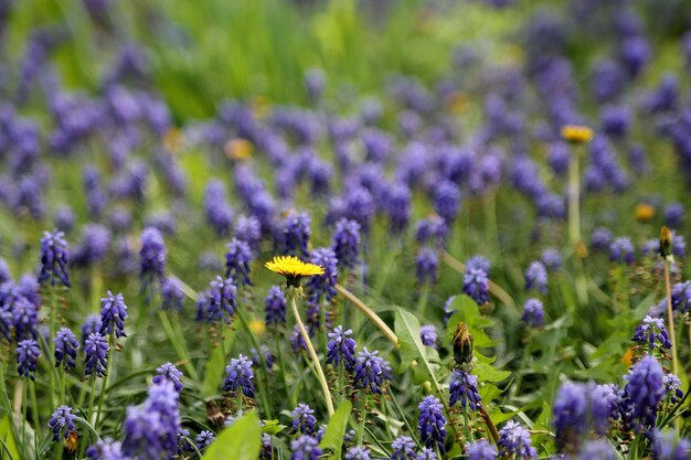 Le pissenlit jaune Des fleurs jaunes et bleues en peluche dans le jardin