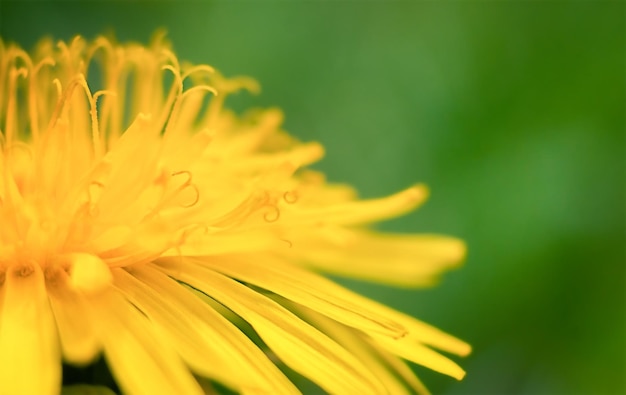 Pissenlit jaune sur fond vert en macro