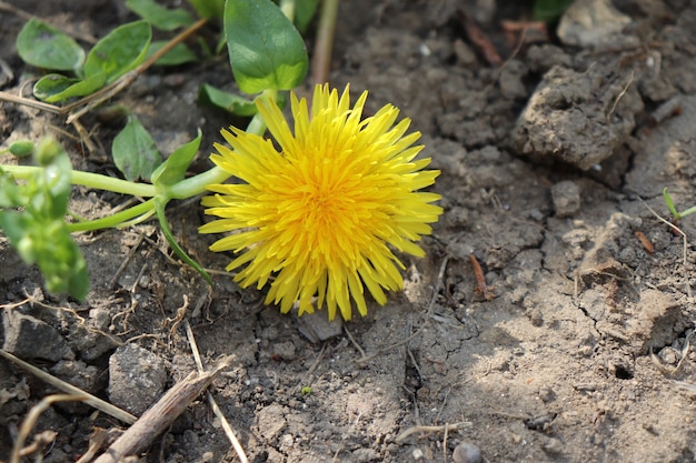 pissenlit jaune parmi les feuilles vertes et les plantes par une journée ensoleillée d'été