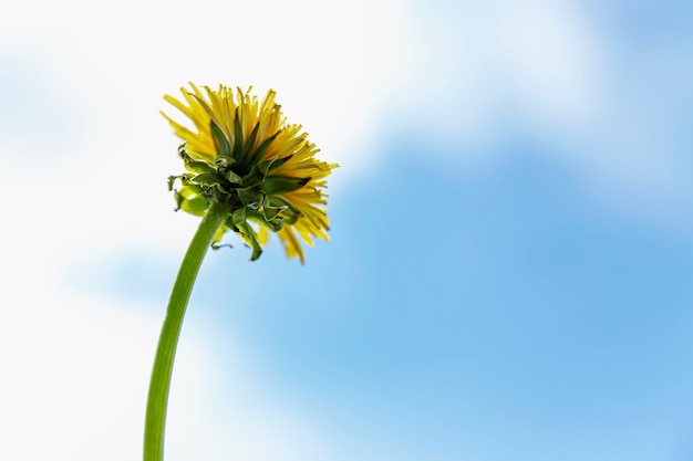 Pissenlit jaune solitaire contre le ciel par une journée ensoleillée