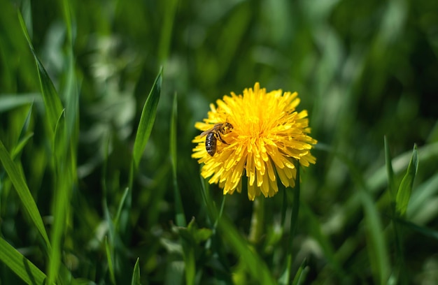 Un pissenlit jaune vif avec une abeille dessus et une herbe verte floue