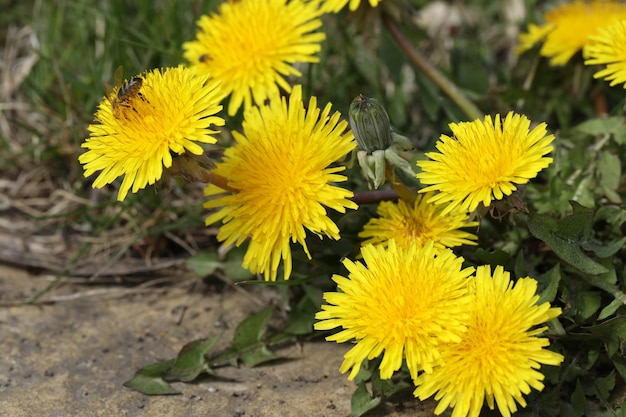 Pissenlit jaune vif dans le jardin d'été libre