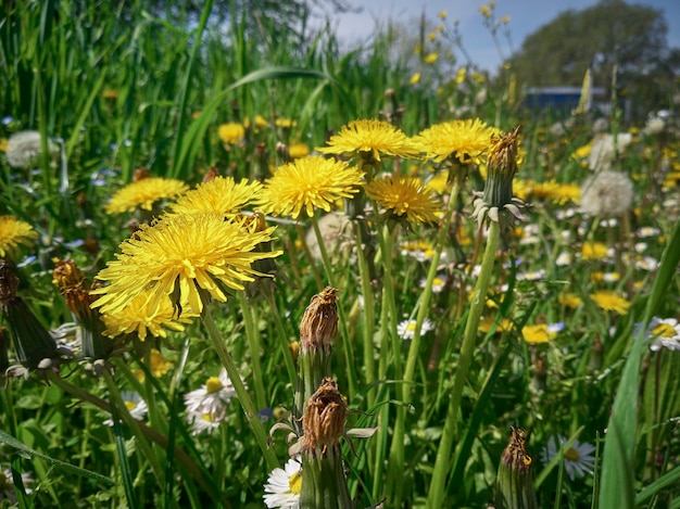 Pissenlit et marguerites dans un jardin fleuri au printemps