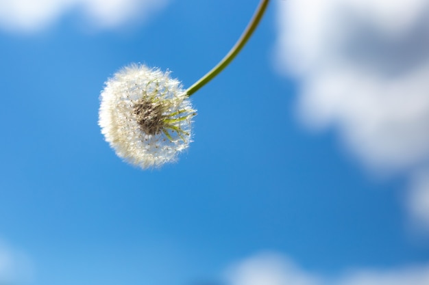 Pissenlit moelleux blanc sur fond de ciel bleu avec des nuages blancs. Le concept de pureté et de légèreté.