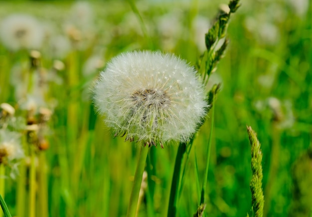 Pissenlit moelleux sur un fond vert naturel sur une journée d'été ensoleillée libre Fleurs sauvages en été Pissenlit en fleurs grand chapeau en apesanteur