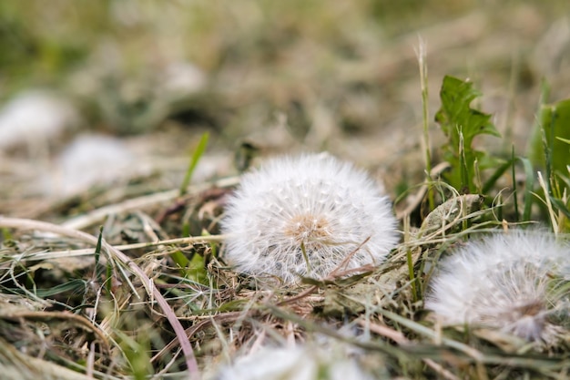 Pissenlit moelleux tondu Taraxacum dans le pré