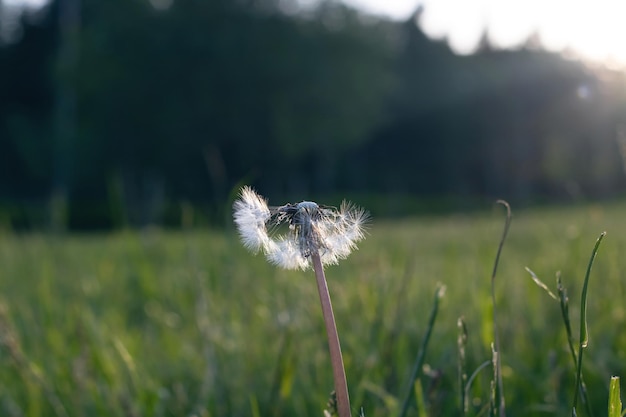 Pissenlit pelucheux blanc au soleil au coucher du soleil