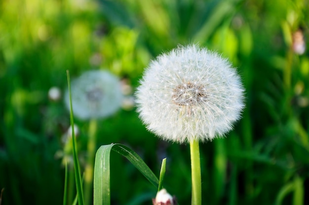 Pissenlit pelucheux blanc sur un fond d'herbe verte pendant l'après-midi en été