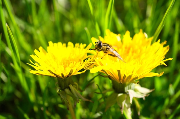 Photo pissenlit ou pissenlit également connu sous le nom de pissenlit avec une abeille sur la fleur