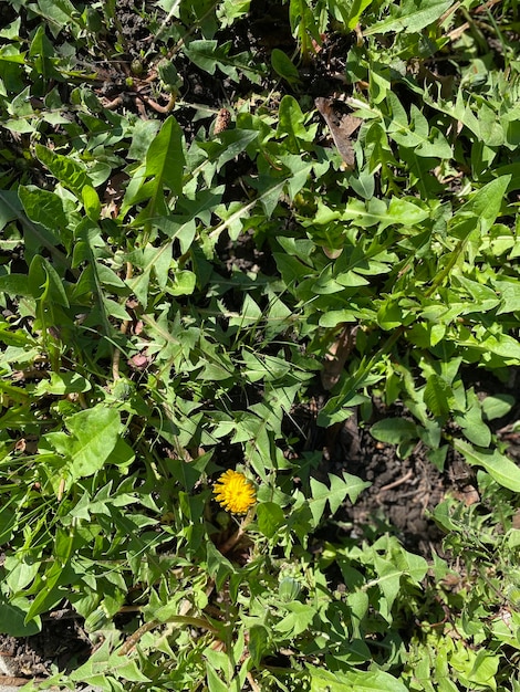 Photo un pissenlit pousse dans un champ d'herbe.