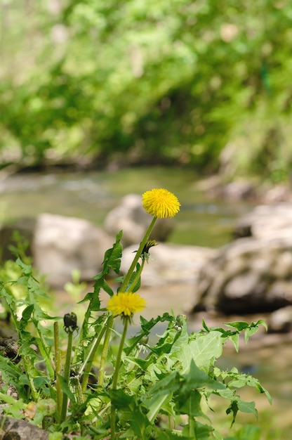 Pissenlit près de la rivière dans la forêt