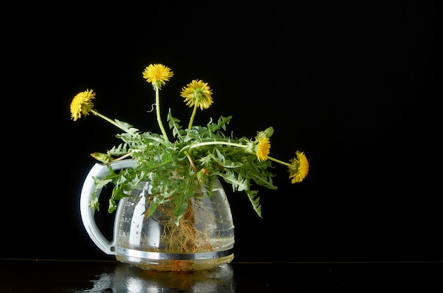 Pissenlit avec des racines et des feuilles dans une théière en verre sur une sombre