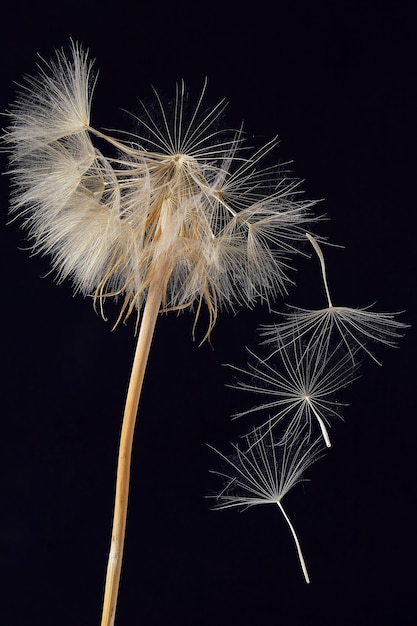 Pissenlit et ses graines volantes sur fond sombre. Botanique des fleurs