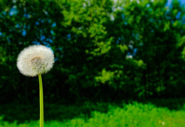 Pissenlit solitaire parmi l'herbe verte