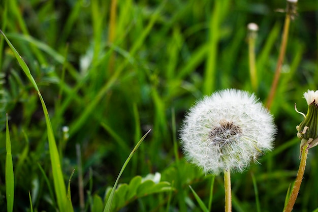 Photo pissenlit sur le vert