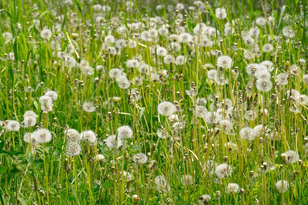 Pissenlits Blancs Dans L'herbe