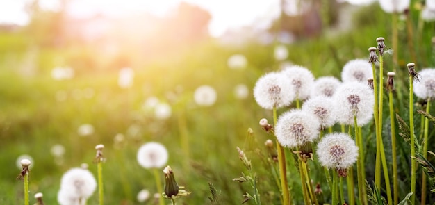 Pissenlits blancs dans un pré parmi l'herbe verte par temps ensoleillé copie espace