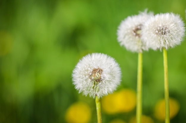 Pissenlits blancs moelleux fond d'été flou vert naturel mise au point sélective