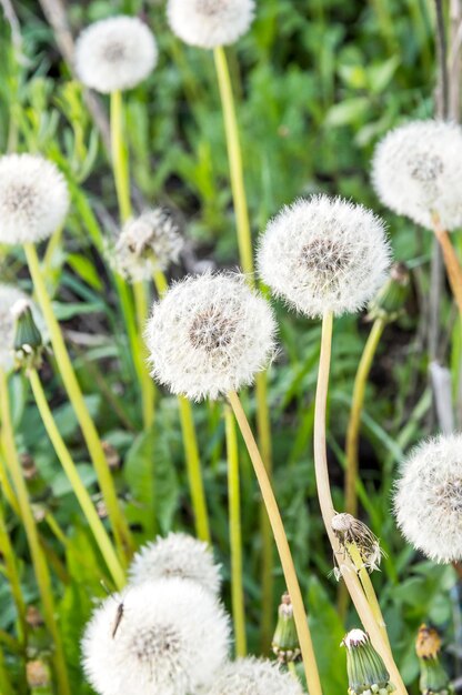 Pissenlits comme arrière-plan naturel