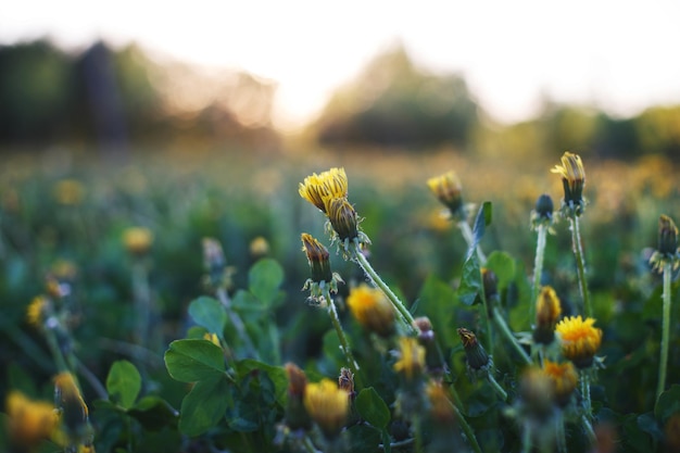 pissenlits dans un champ au coucher du soleil