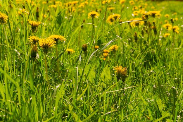 Pissenlits dans l&#39;herbe