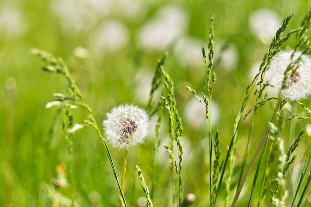 Pissenlits dans l'herbe