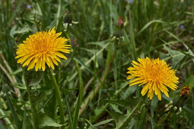 Les pissenlits fleurissent sur la pelouse du jardin.