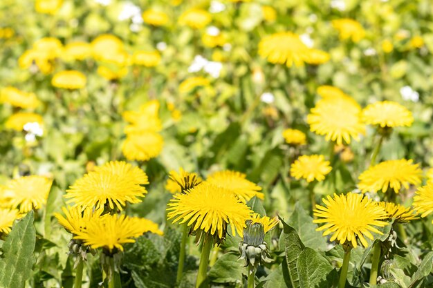 Pissenlits en fleurs jaunes sur une prairie de printemps par une journée ensoleillée Mise au point sélective