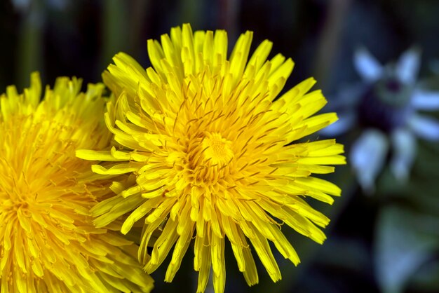 Pissenlits de fleurs de printemps sur le terrain pendant la floraison