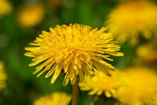 Pissenlits floraison naturelle.