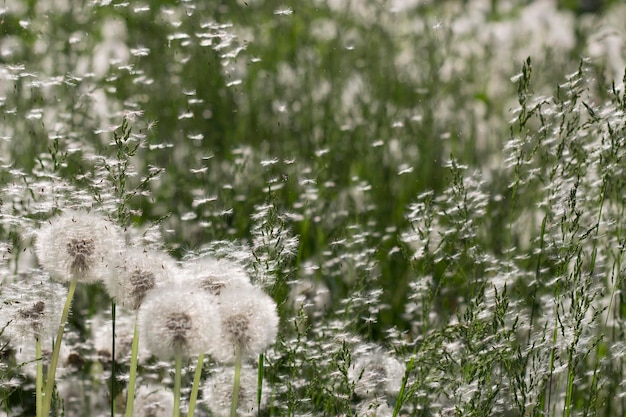 pissenlits gonflés blancs avec des graines volantes dans une prairie ensoleillée